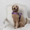 Photo of Venus & Juno   1 Year Old Labradoodle (Trial)