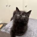 Photo of Shadow
