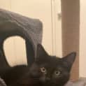 Photo of Shadow
