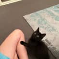 Photo of Shadow