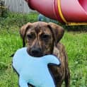 Photo of Harley   5 Month Old Mastiff X