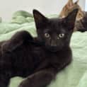 Photo of Snickers Located In Northcote