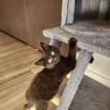 Photo of Shadow