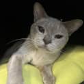 Photo of Sassie Cassie 
