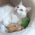 Photo of Cleo