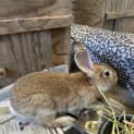 Photo of Ginger