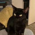 Photo of Attie
