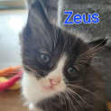Photo of Zeus