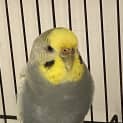 Photo of Ralphie