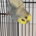 Photo of Ralphie
