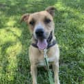 Photo of Indi