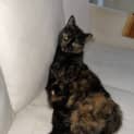 Photo of Nala