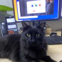 Photo of Velma