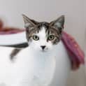 Photo of Dahlia