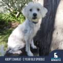 Photo of Charlie   2 Year Old Spoodle (Trial)