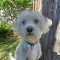 Photo of Charlie   2 Year Old Spoodle (Trial)