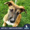 Photo of Belle   4 Month Old Wolfhound X (Trial)