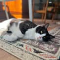 Photo of Zorro