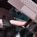 Photo of Zorro