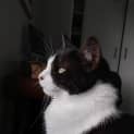 Photo of Zorro