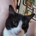Photo of Zorro