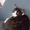 Photo of Zorro