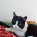 Photo of Zorro
