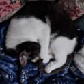 Photo of Zorro