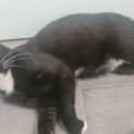 Photo of Maxwell