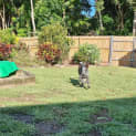 Photo of Foxi