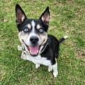 Photo of Stella (29925)