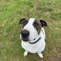 Photo of Mindy (62793)