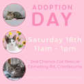 Photo of Oylun **2nd Chance Cat Rescue**