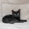Photo of Zhindy ** 2nd Chance Cat Rescue**