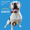 Photo of Amos
