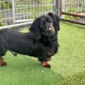 Photo of Stubby