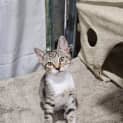 Photo of Oreo
