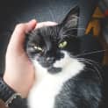 Photo of Tux
