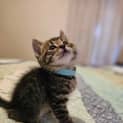 Photo of Billie (Light Blue Collar)
