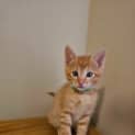 Photo of Biscoff (Green Collar)