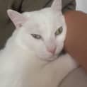 Photo of Ollie