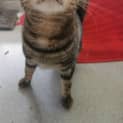 Photo of Simba