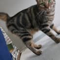 Photo of Simba
