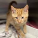 Photo of Pickles