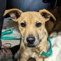 Photo of Pumbaa