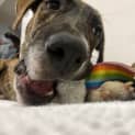 Photo of Tilly