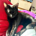 Photo of Oscar