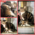 Photo of Puss