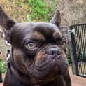 Photo of Hendrix   1 Year Old French Bulldog (Trial)