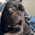 Photo of Hendrix   1 Year Old French Bulldog (Trial)